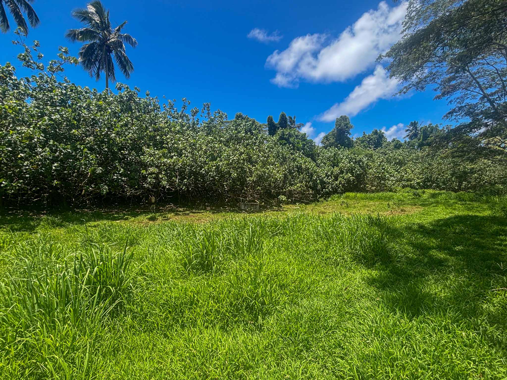 leasehold section for sale rarotonga